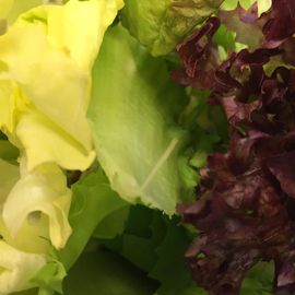 fresh lettuce that us used in our salads
